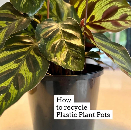How to Recycle Plastic Plant Pots