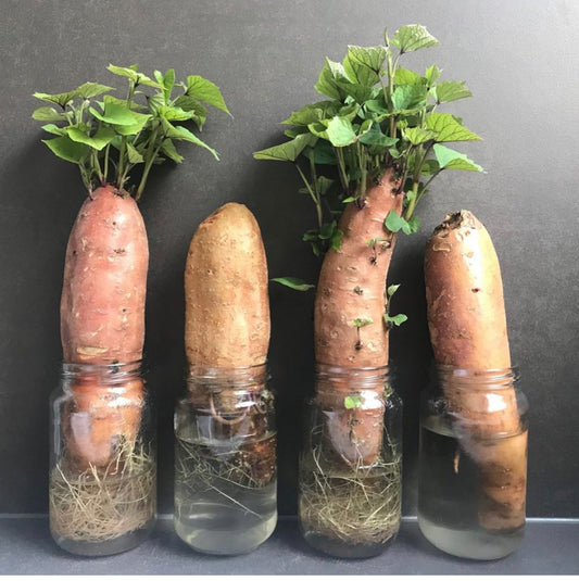 I love this Sweet Potato Experiment!